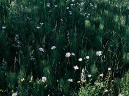 Großer Garten Gerswalde