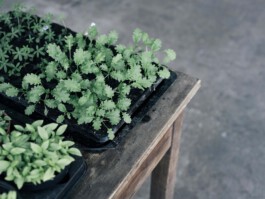 Großer Garten Gerswalde