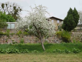  Großer Garten Gerswalde